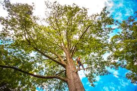 Reliable Lafayette, LA Tree Services Solutions