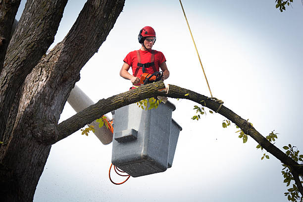 How Our Tree Care Process Works  in  Lafayette, LA